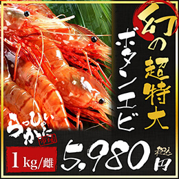 幻のボタンエビ(オス)【10セット】